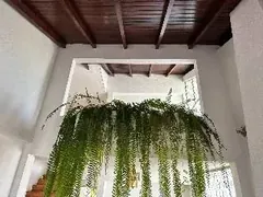Patio interior con techo de madera y planta colgante